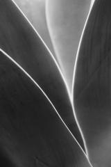 Agave abstracted - Beryl Jenkins
