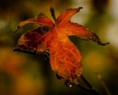 Autumn Colour - Alan Sutton