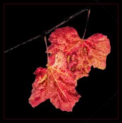 Autumn_Leaves - Jennifer Gordon