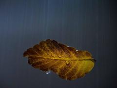 Autumn Rain - Rod Lowe