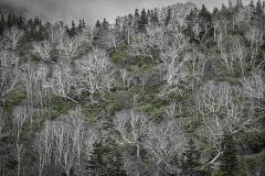 Birch_Trees - Jennifer Gordon