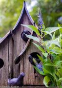 Bird House - Jennifer Gordon