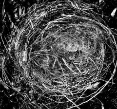 Birds Nest FB - Alan Sutton
