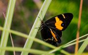 Butterfly - John Pettett