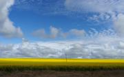 C - Canola field with power pole - Robyn Miller