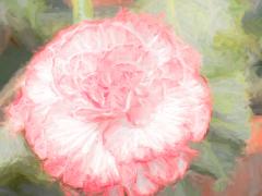 Camellia with a Touch of Cezanne - Elaine Seaver