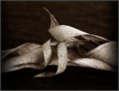 Dried leaf - Jan Glover
