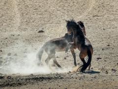 Feral horses - Hemant Kogekar