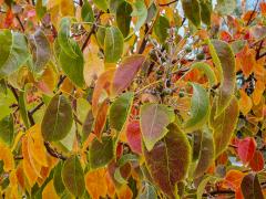 Fifty shades of Autumn - Judy Watman