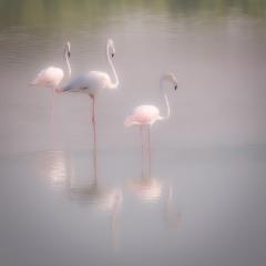 Flamingo x 3 - Jennifer Gordon