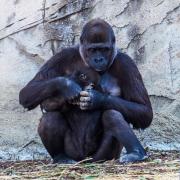 Gorilla and baby - Donald Gould