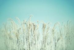 Grass and sky - Jan Glover