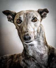 Greyhound_Rescue_1 - Steve Mullarkey