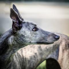 Greyhound_Rescue_2 - Steve Mullarkey