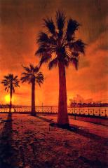Harbour Sunrise  - Peter Steele