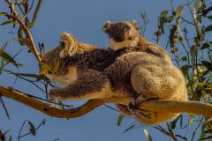 Koala_With_Joey - Erith French