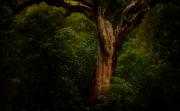 Large Old Tree - John Pettett