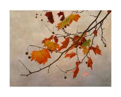 Late autumn - Maureen Rogers