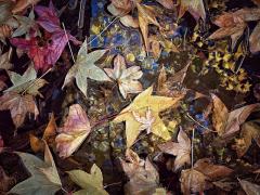 Leaves in a puddle - Jan Glover