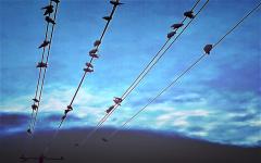 Line Birds - Alan Sutton