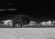 Lone dune tree - Guy Machan