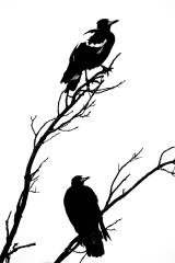 Magpies in silhouette  - Bruce Wilson