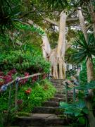 Majestic-tree-in-Wendy's-Garden - Janice Gursanscky