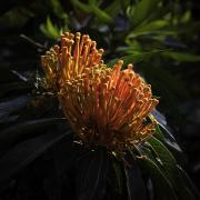 Orange Bloom - Margaret Frankish
