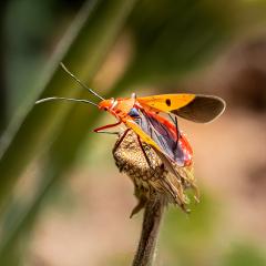 Orange bug - Hemant Kogekar