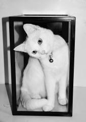 Puss in a box - Beryl Jenkins