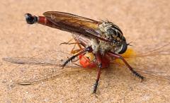 Robberfly killing Dragonfly - Carol Abbott