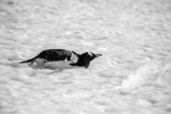 Sliding Penguin - Denise Petrie