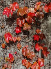 The last Autumn leaves - Judy Watman