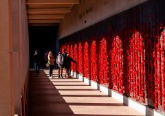 Wall of poppies - Guy Machan
