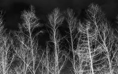Winter Birch Forest - Fujiko Watt