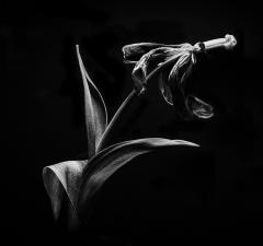 tulip - Rod Carter
