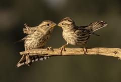 two finches - eric Lippey