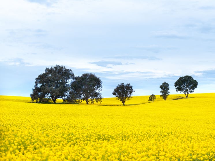 Canola Trail Long Weekend