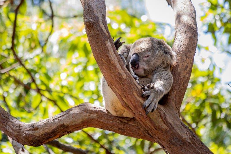 Outing to Featherdale Wildlife Park