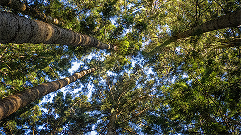 Renew yourself with nature - Cumberland State Forest, 21 October