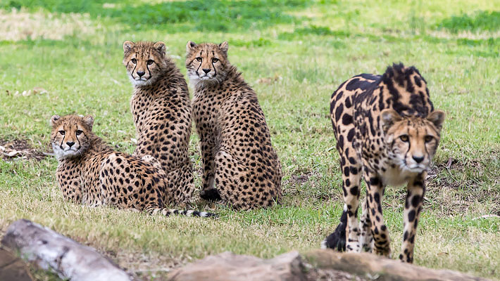 Weekend away to Dubbo Zoo