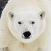 10 Polar bear - Judy Watman