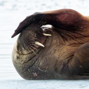 11 Walrus - Judy Watman