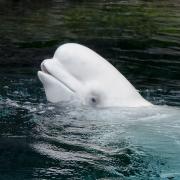 12 Beluga whale - Judy Watman