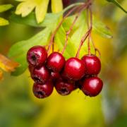 13 Hawthorn Berries - Xuan Nguyen