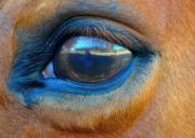 141008 original ppp A3 XX-gigapixel-hq-scale-2 00x - ... ...