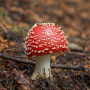 14 Amanita Muscaria Fungus - Xuan Nguyen