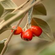 15 Cotoneaster Franchetii Berries - Xuan Nguyen