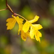 16 Hawthorn Leaf - Xuan Nguyen