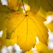 17 Maple Leaf - Xuan Nguyen